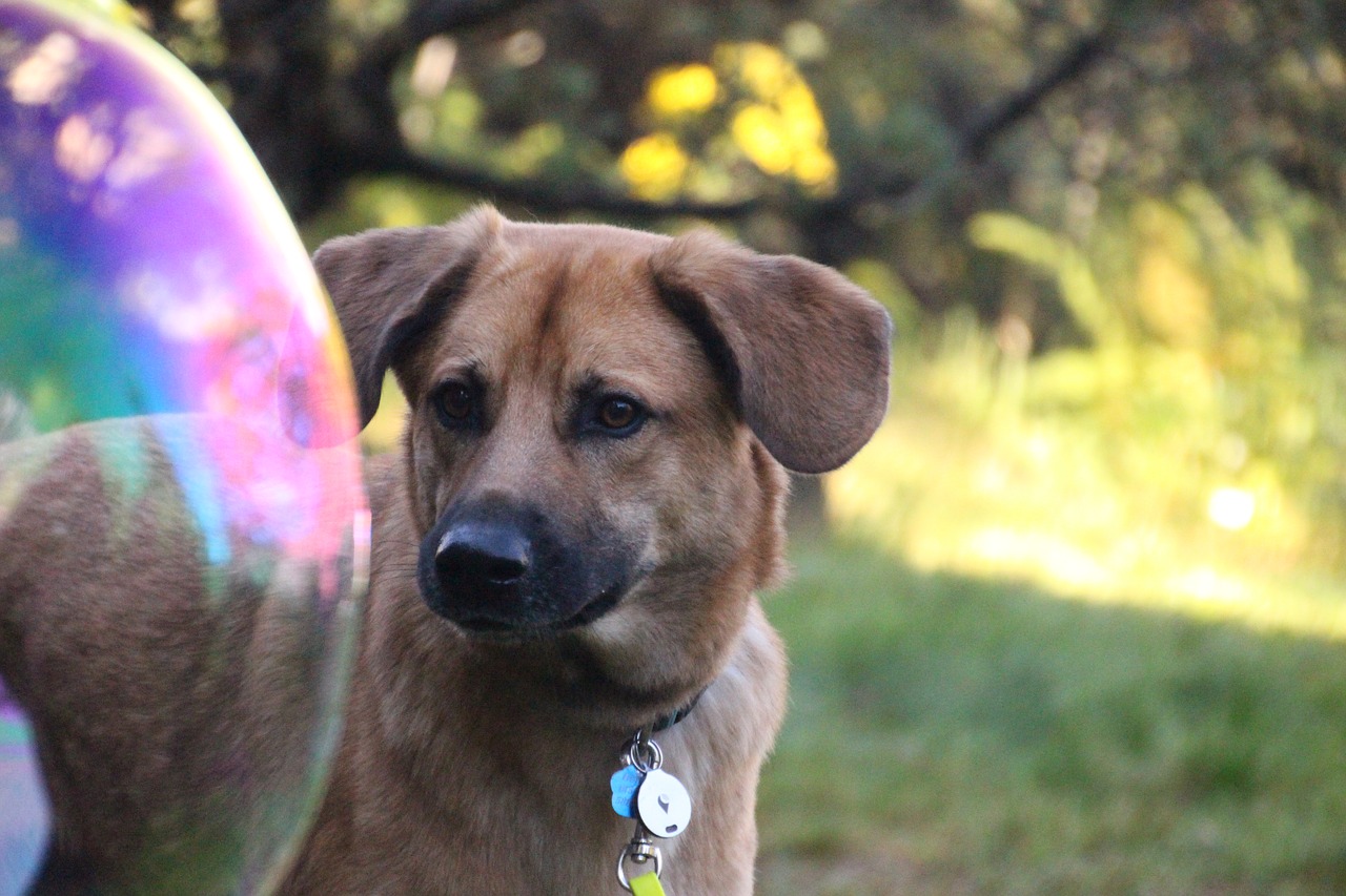 Image - dog soap bubble curious