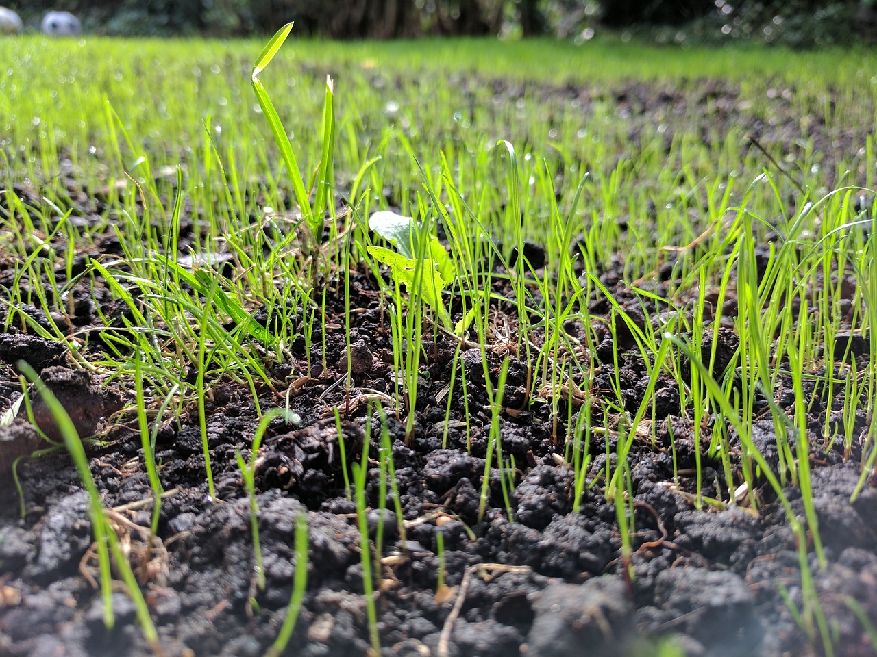 Image - grass seed up close ground level