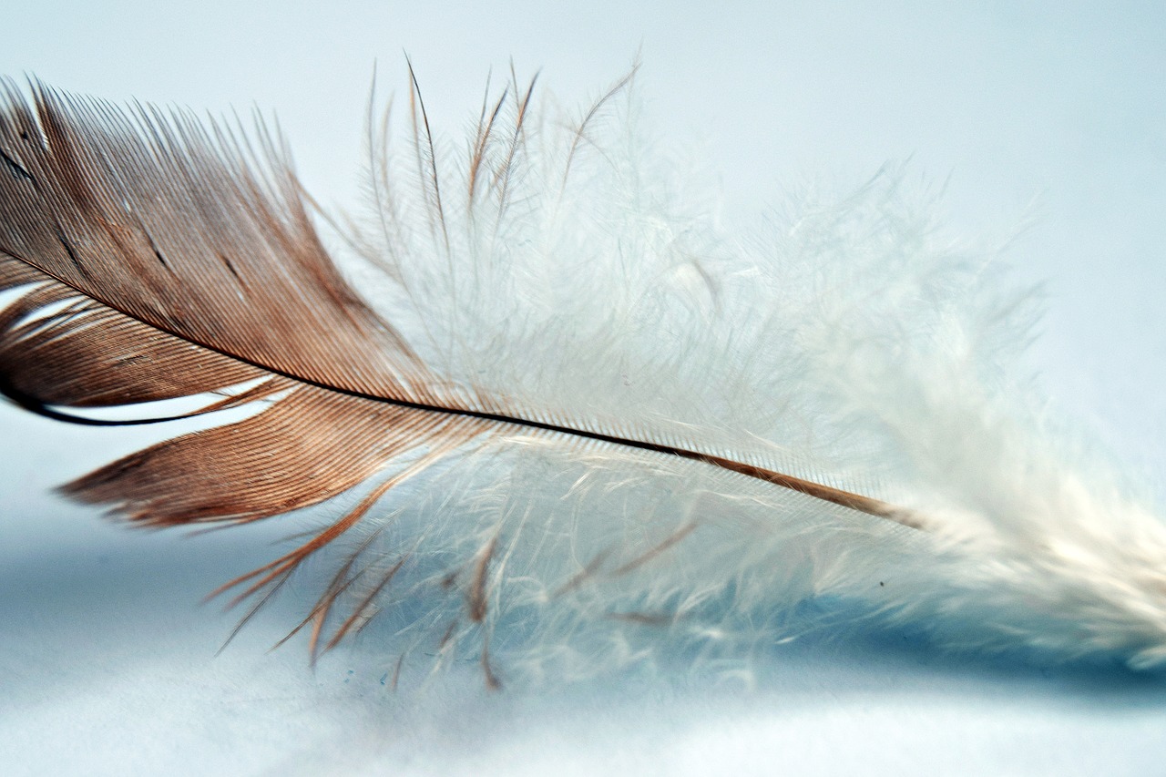 Image - feather single bird wing nature