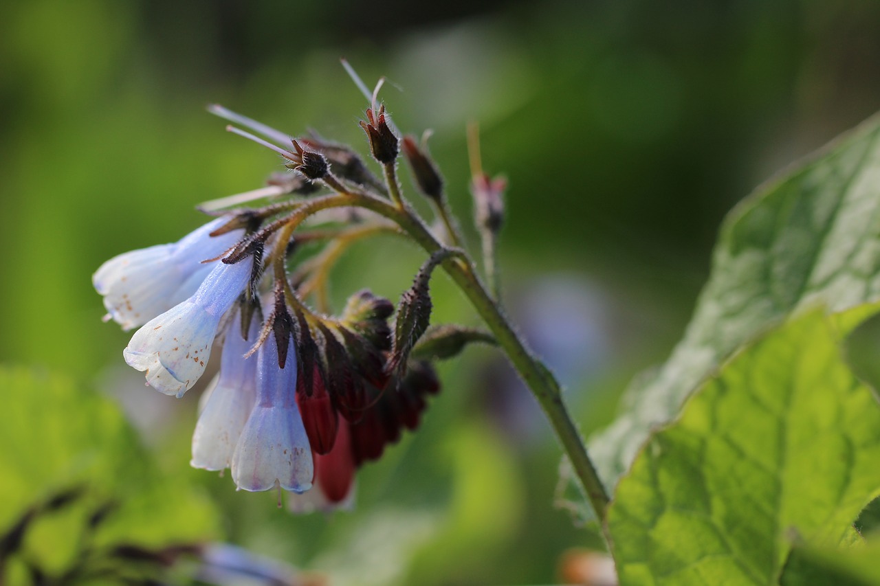 Image - comfrey wild flowers nature garden