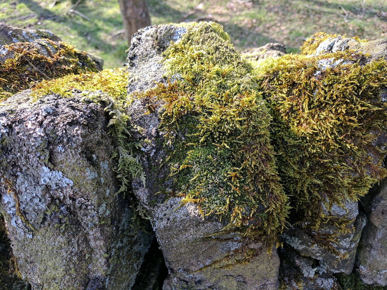 Image - moss greenery drystone wall walls