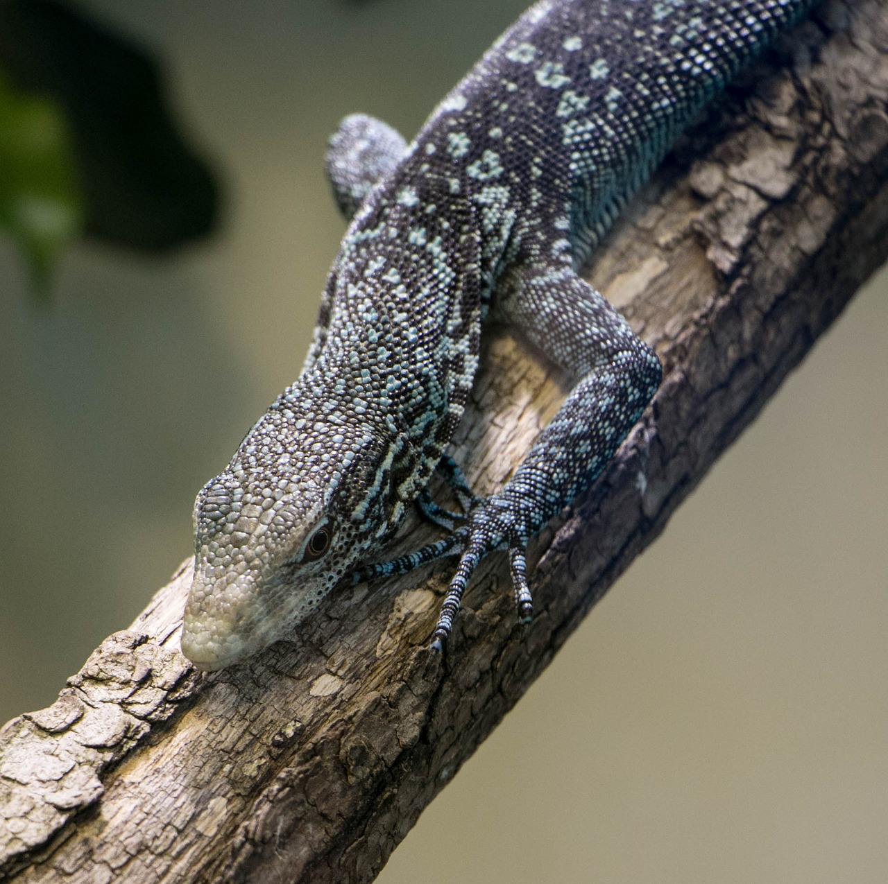 Image - lizard zoo zurich animal wildlife