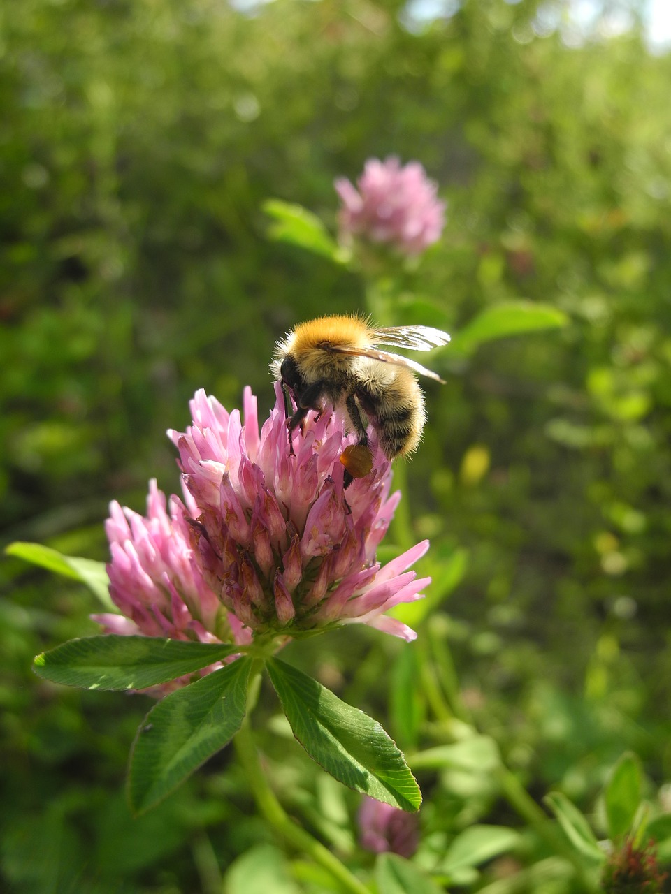 Image - flower bourdon forage nature macro