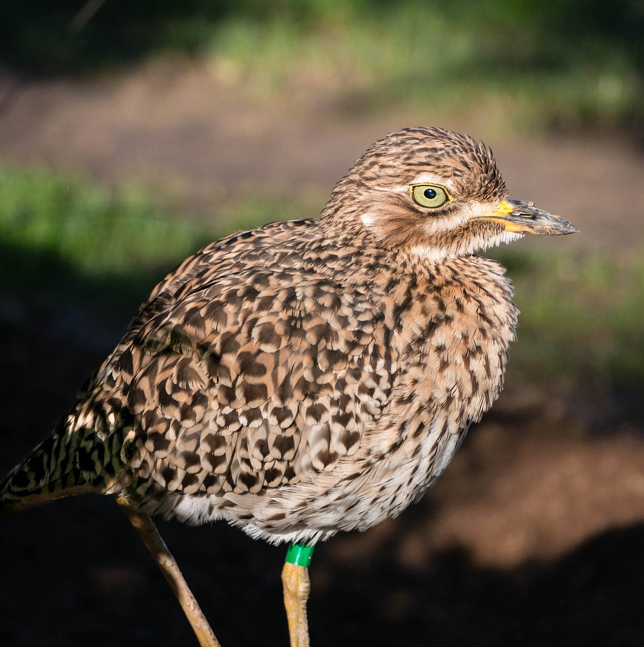 Image - bird zoo valencia nature wild