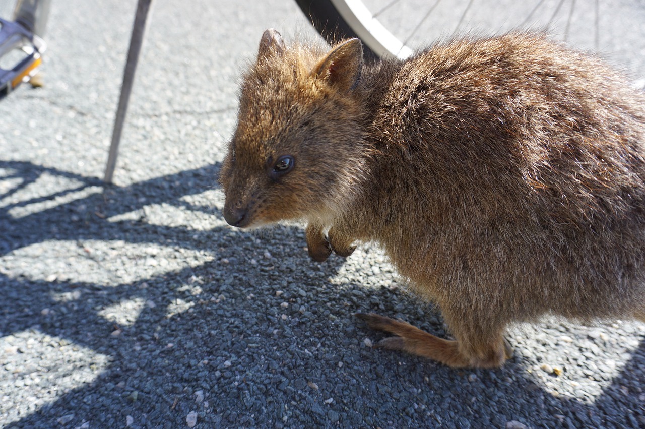Image - quokkas perth rottnest island
