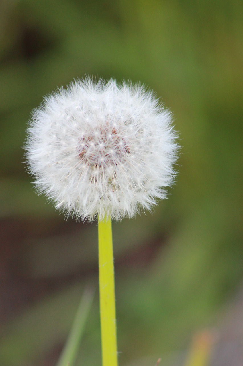 Image - dandelion flower white cotton