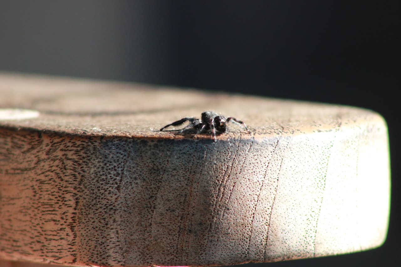 Image - bold jumping spider spider insect