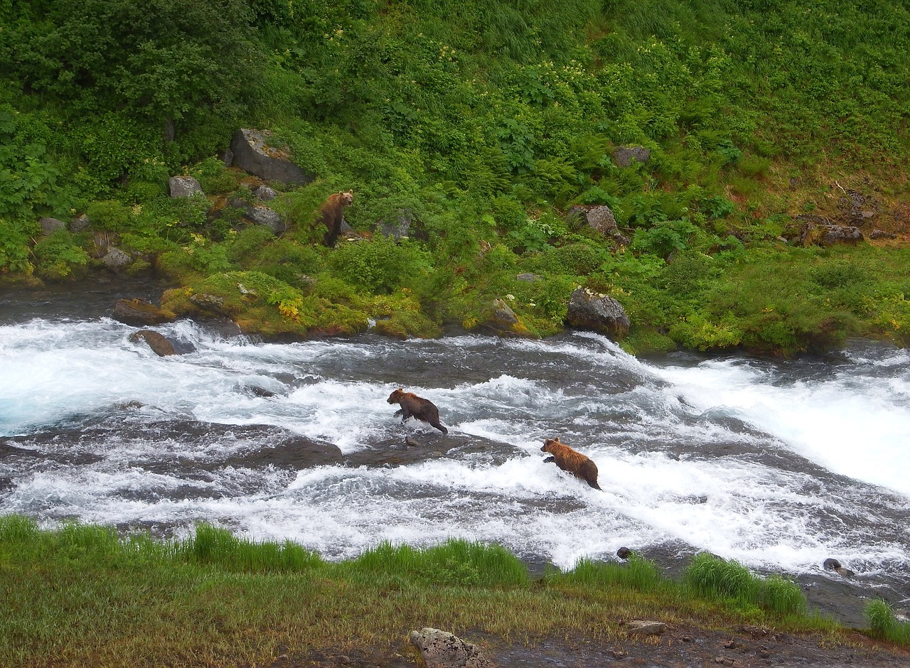 Image - bears brown kamchatka bear family