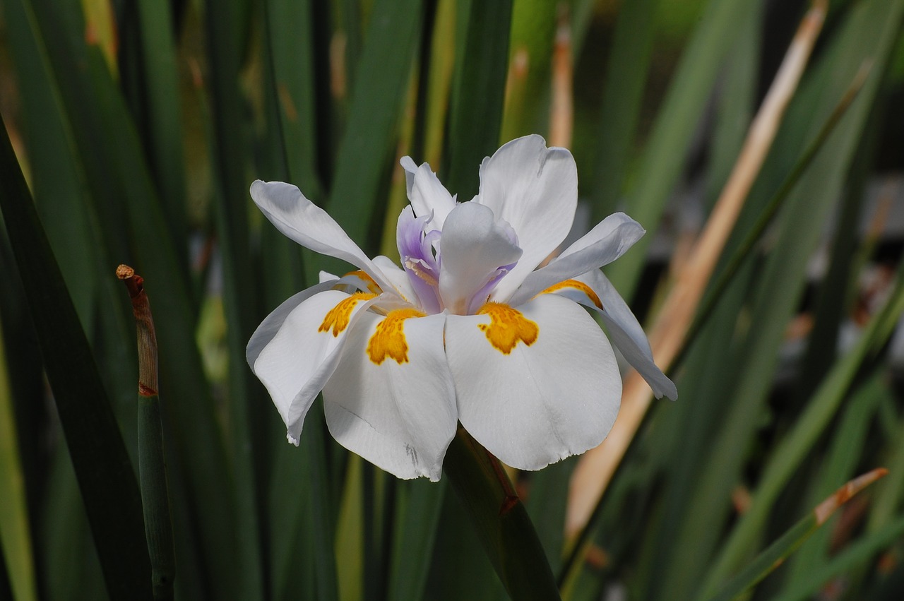 Image - lily flower blossomed nature