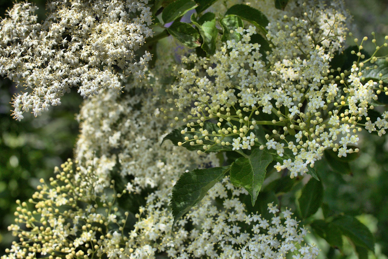 Image - elder flowers bud umbel white