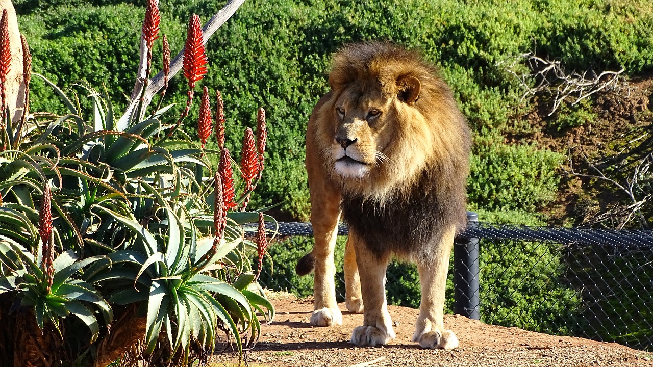 Image - lion mane cat big cat feline