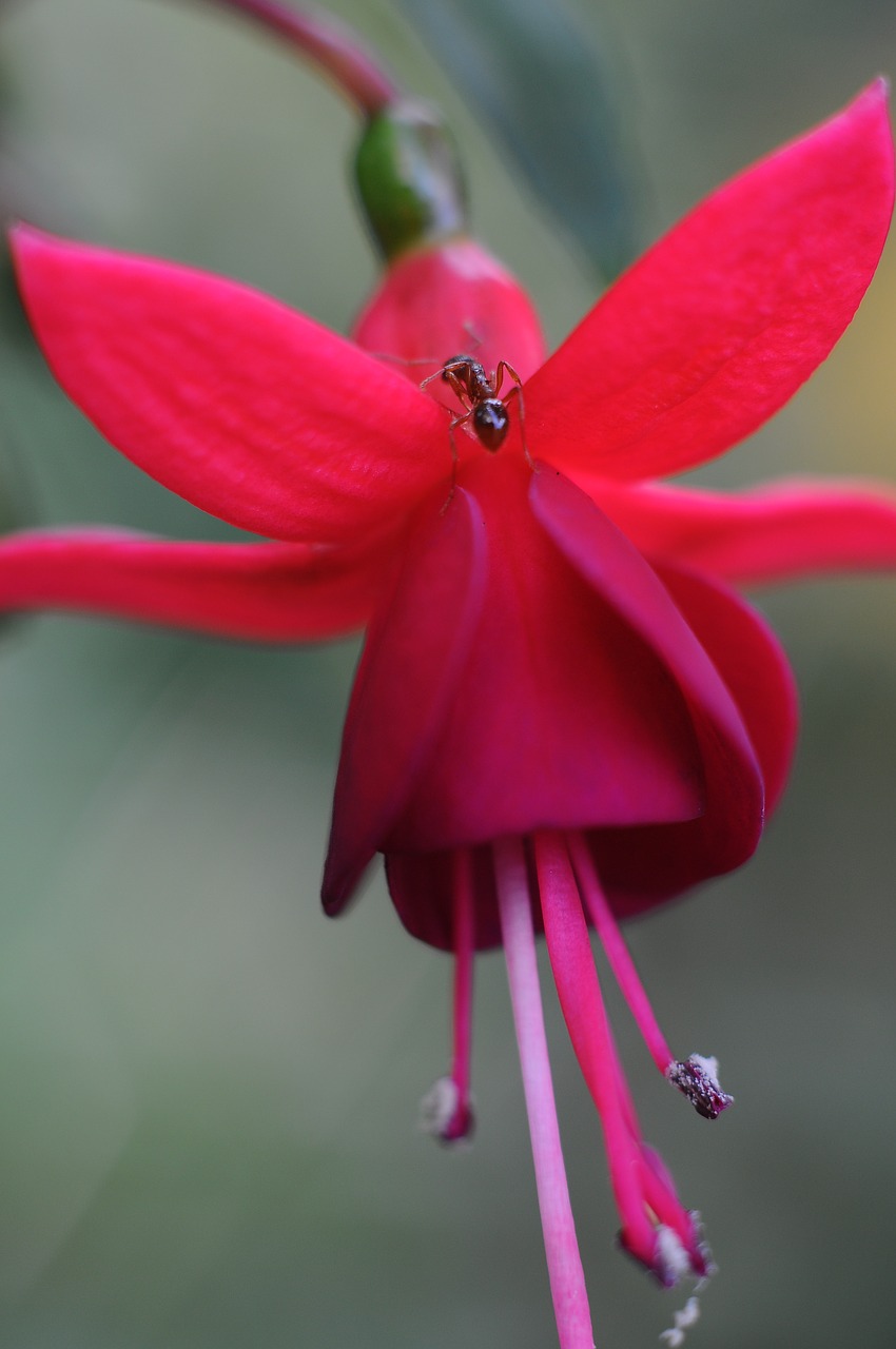 Image - flower ant insect nature garden