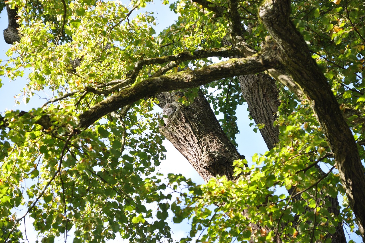 Image - tree owl nature bird wild bird