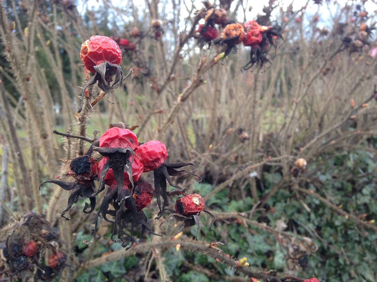 Image - rose hip faded autumn red