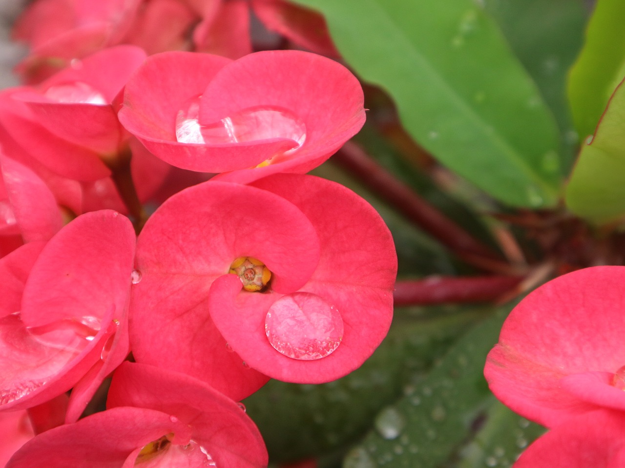Image - flower red green fresh small