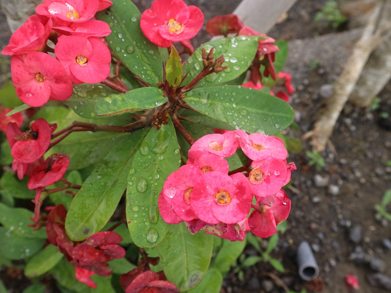 Image - fresh red green waterdrop