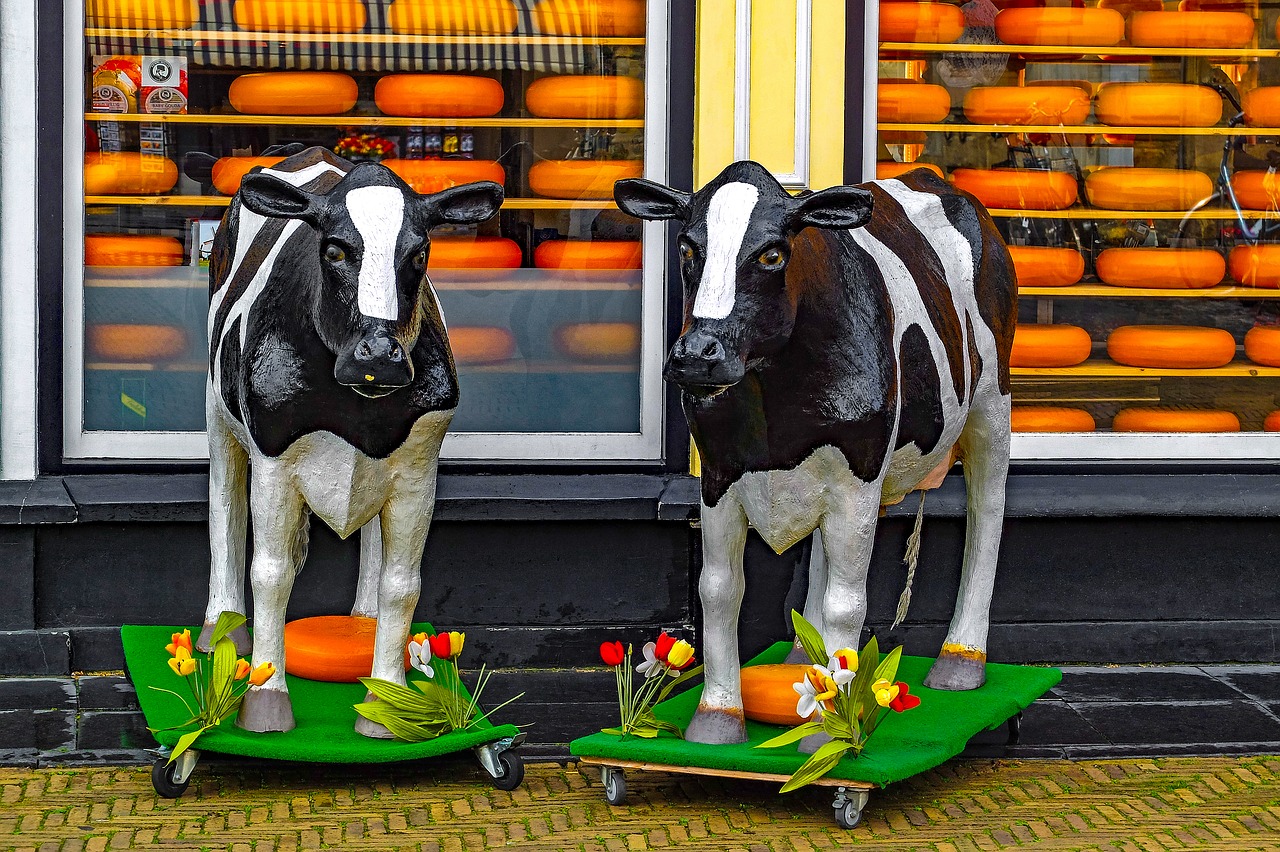 Image - shop store cheese gouda