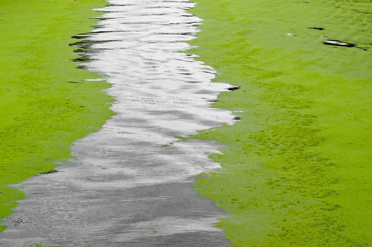 Image - canal water froth alga nature