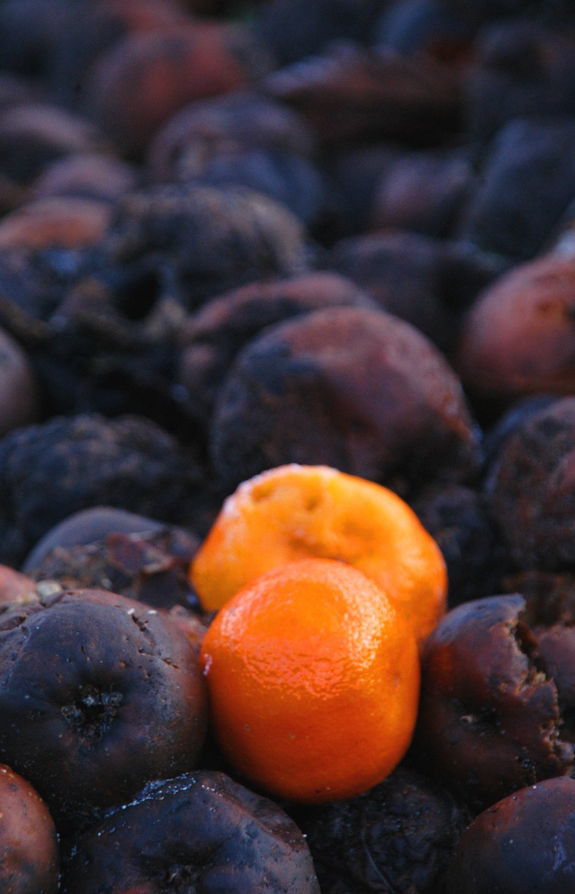 Image - orange rotten fruit