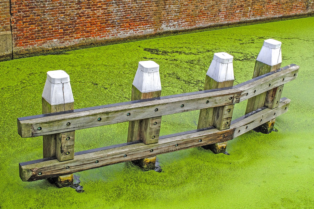 Image - canal water froth alga pier