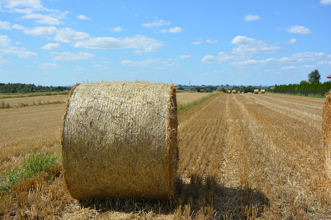 Image - harvest corn straw august