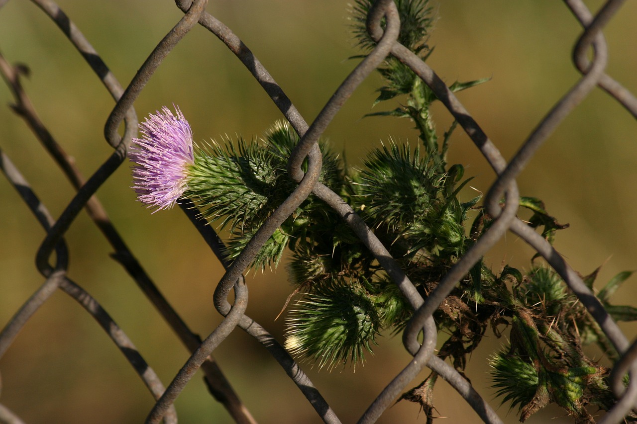Image - thistle milk thistle weed botanical