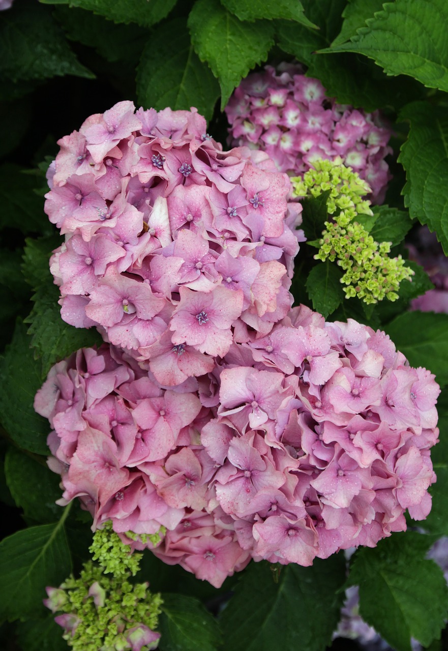 Image - hydrangeas garden hydrangea flower