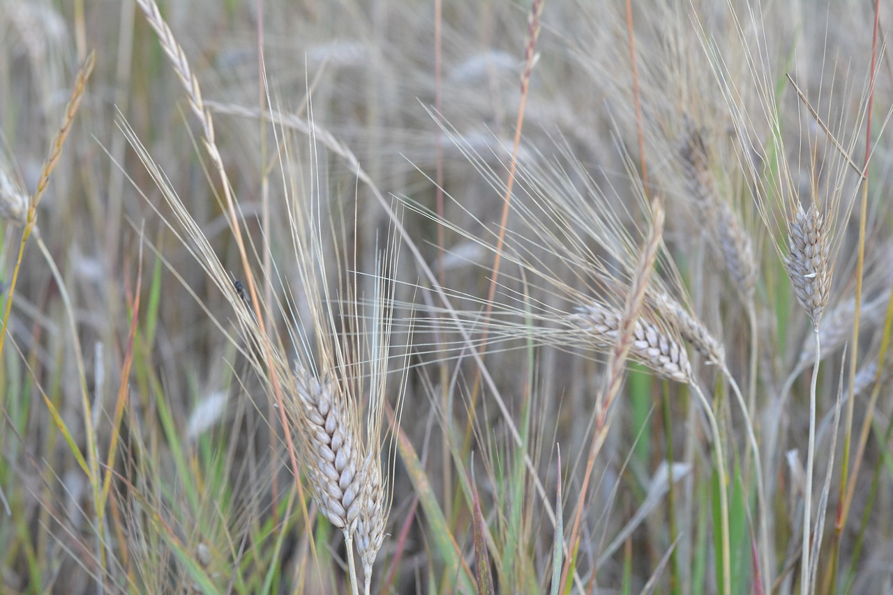 Image - corn barley collections harvest