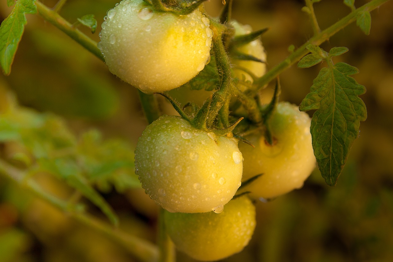 Image - tomatoes dew vegetable garden