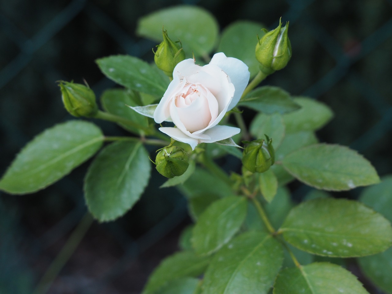 Image - rose background mourning romance