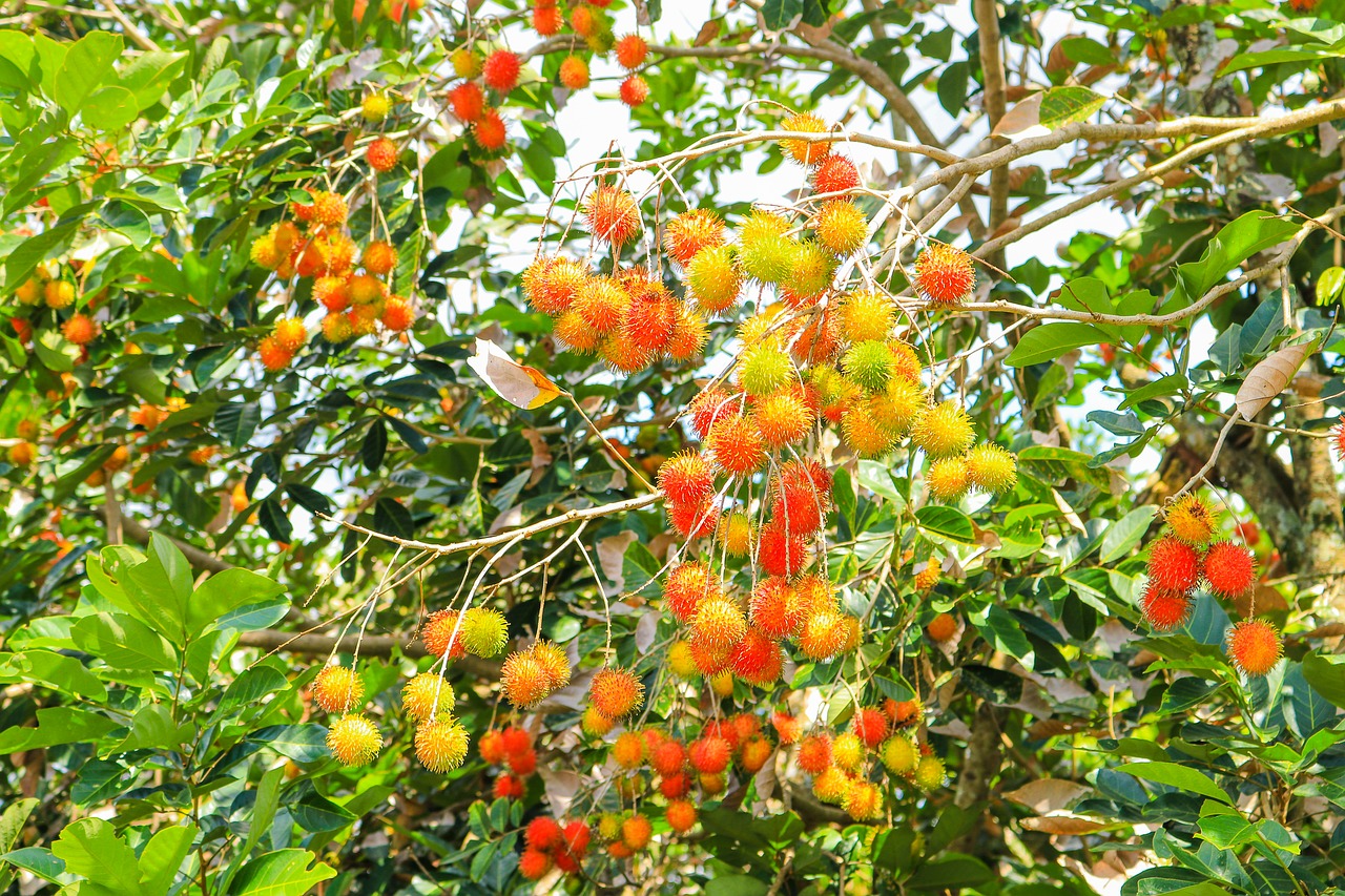 Image - fruits rambutan fresh