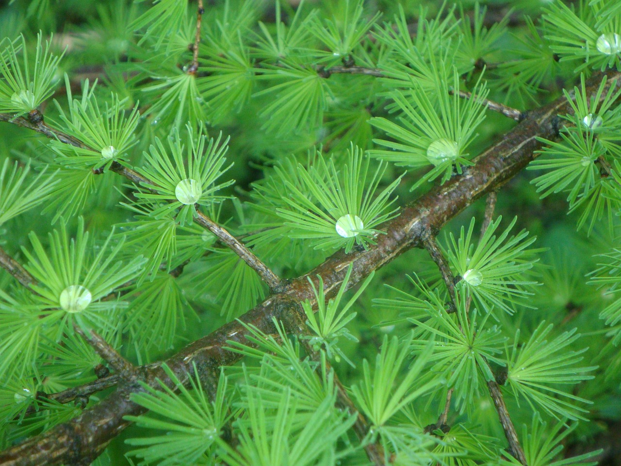 Image - drop of water branch close raindrop