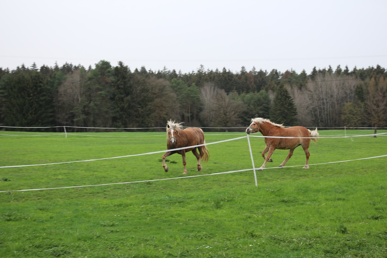 Image - haflinger wild horses pasture