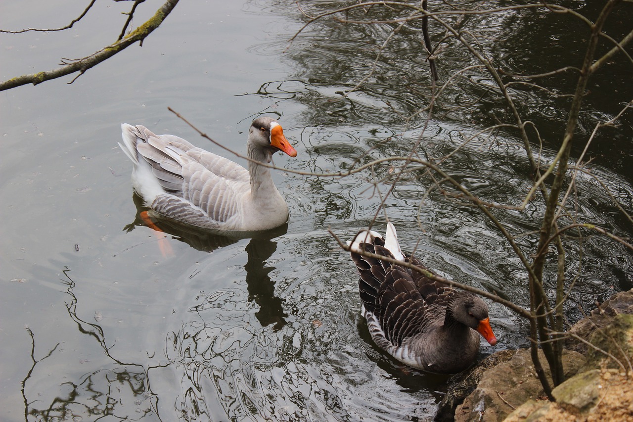 Image - duck lake istanbul