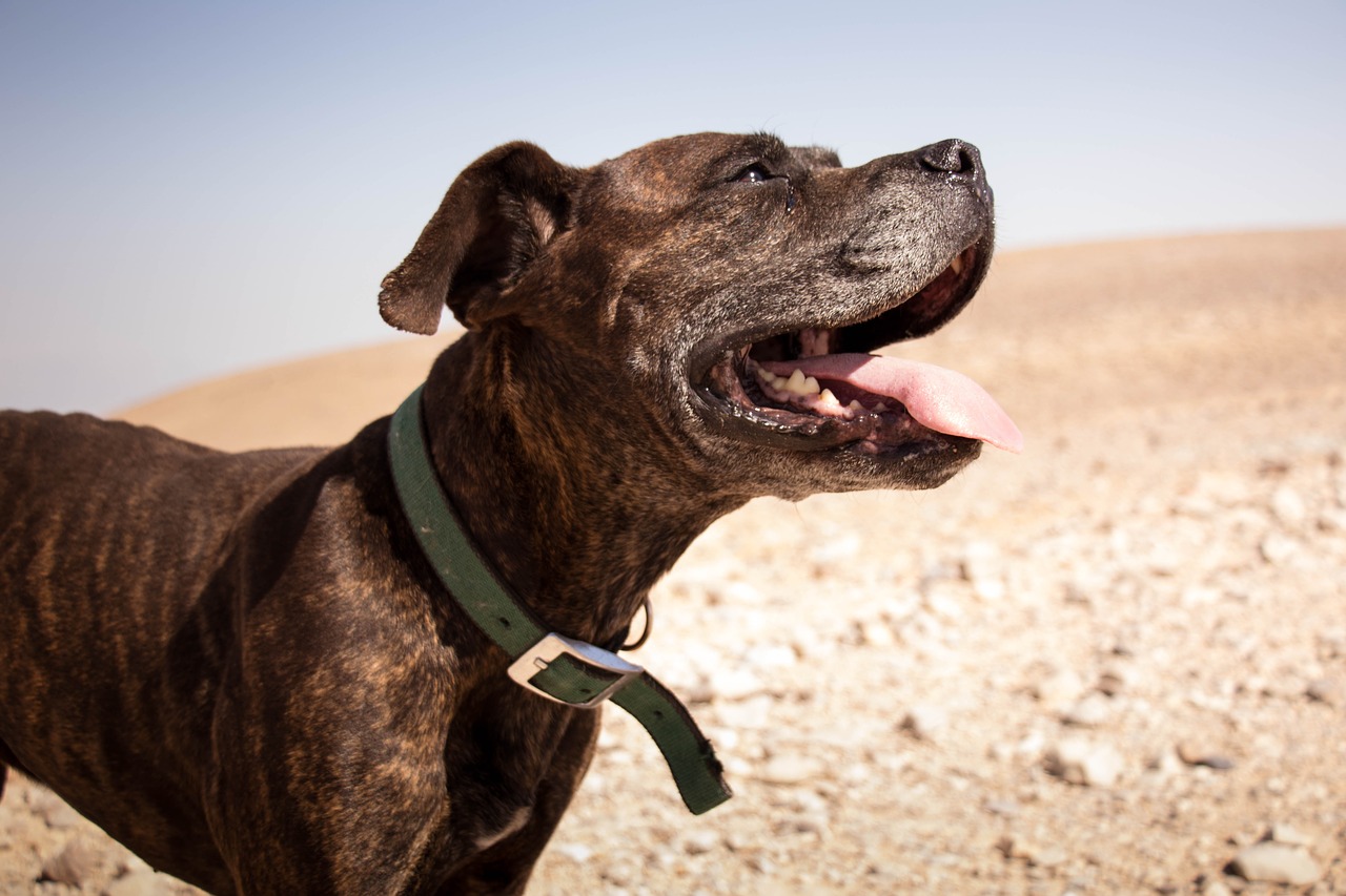 Image - dog desert happy smile happiness