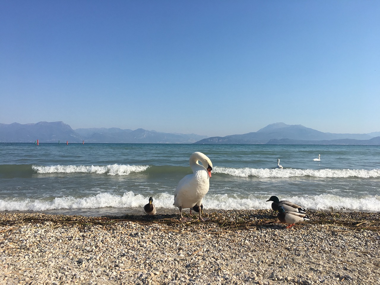 Image - garda lake swan winter sun beach