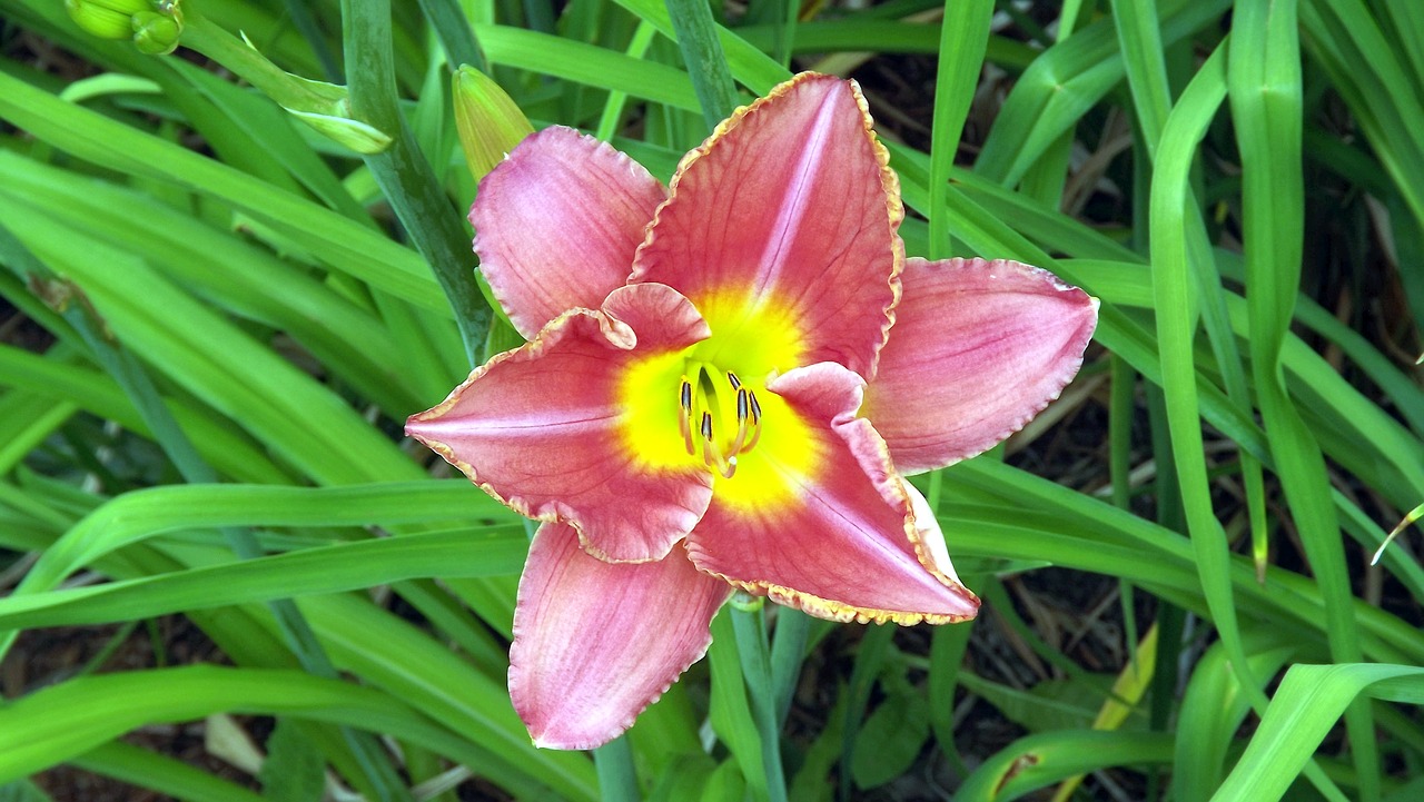 Image - flower daylilies discount flower