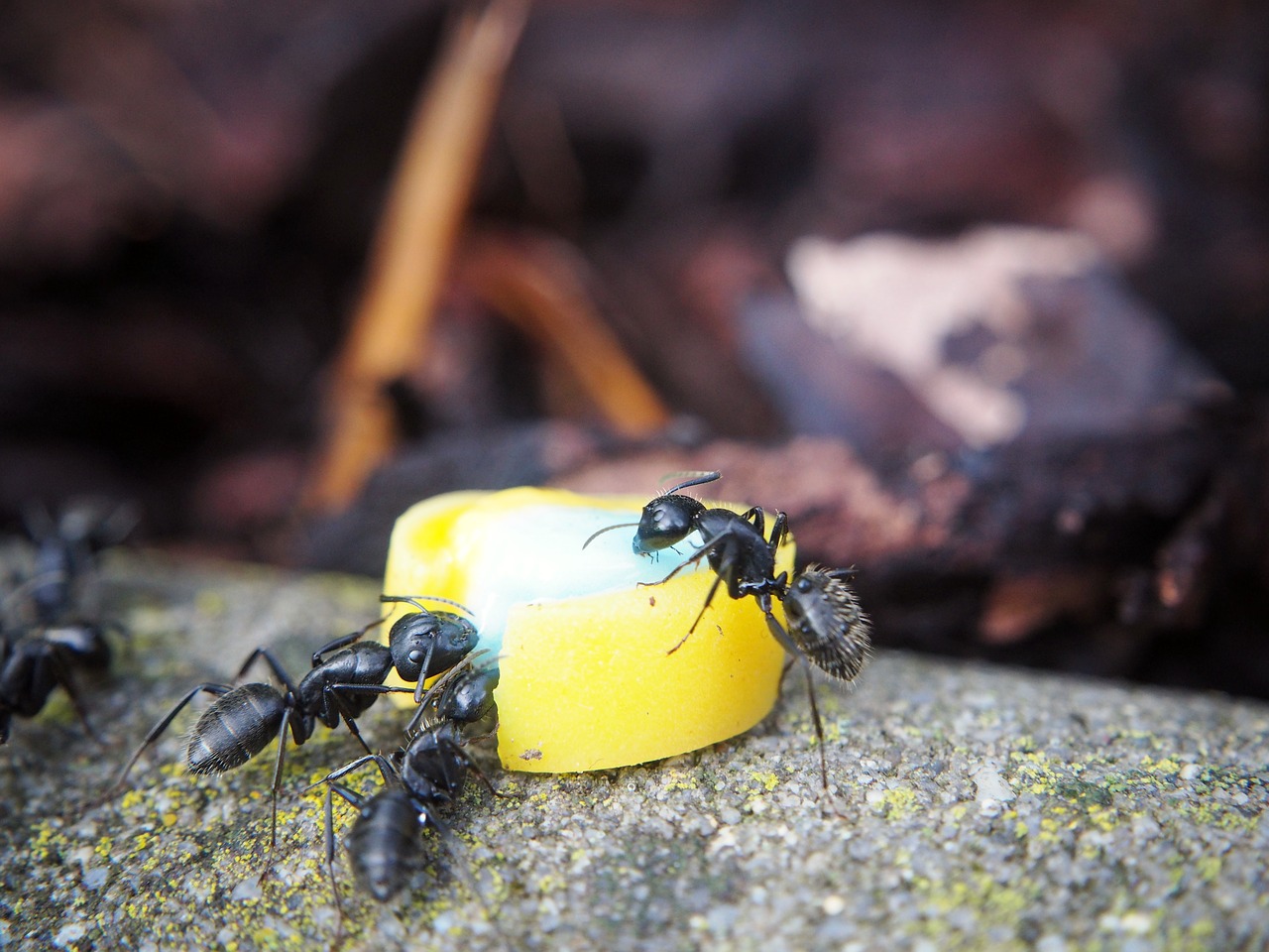 Image - ant ants eat insect nature close