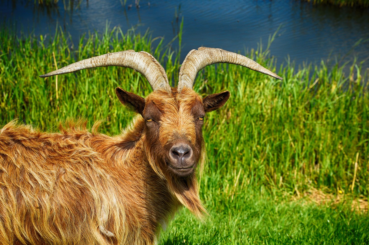 Image - goat billy goat cute goat