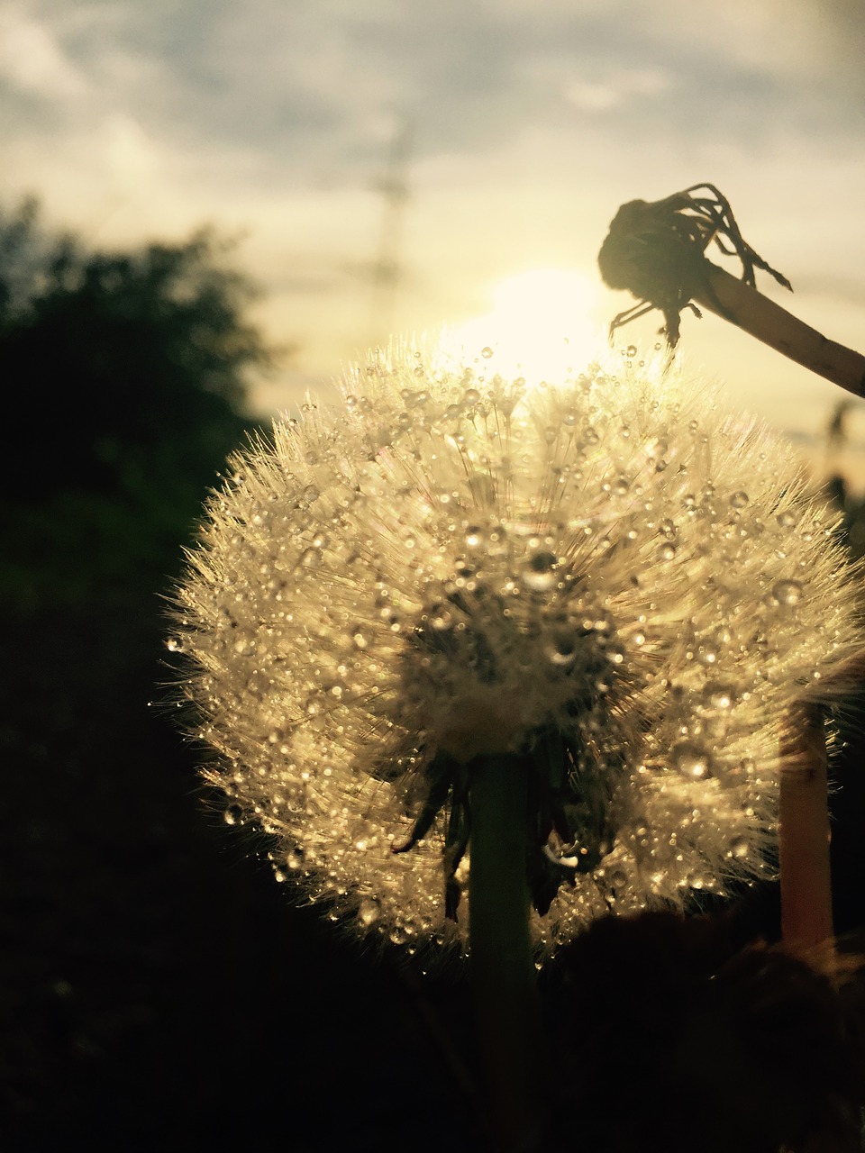 Image - dandelion rain landscape