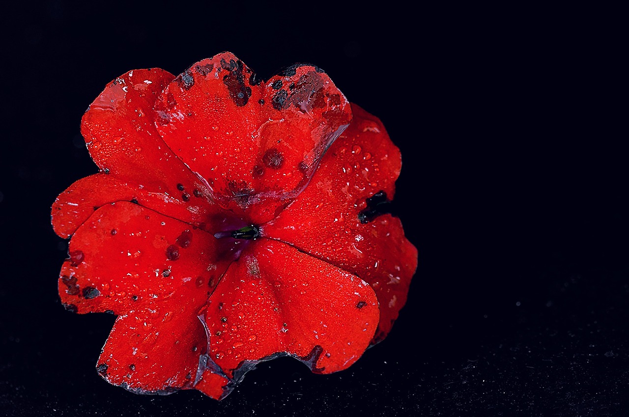 Image - macro flower nikon autumn nature