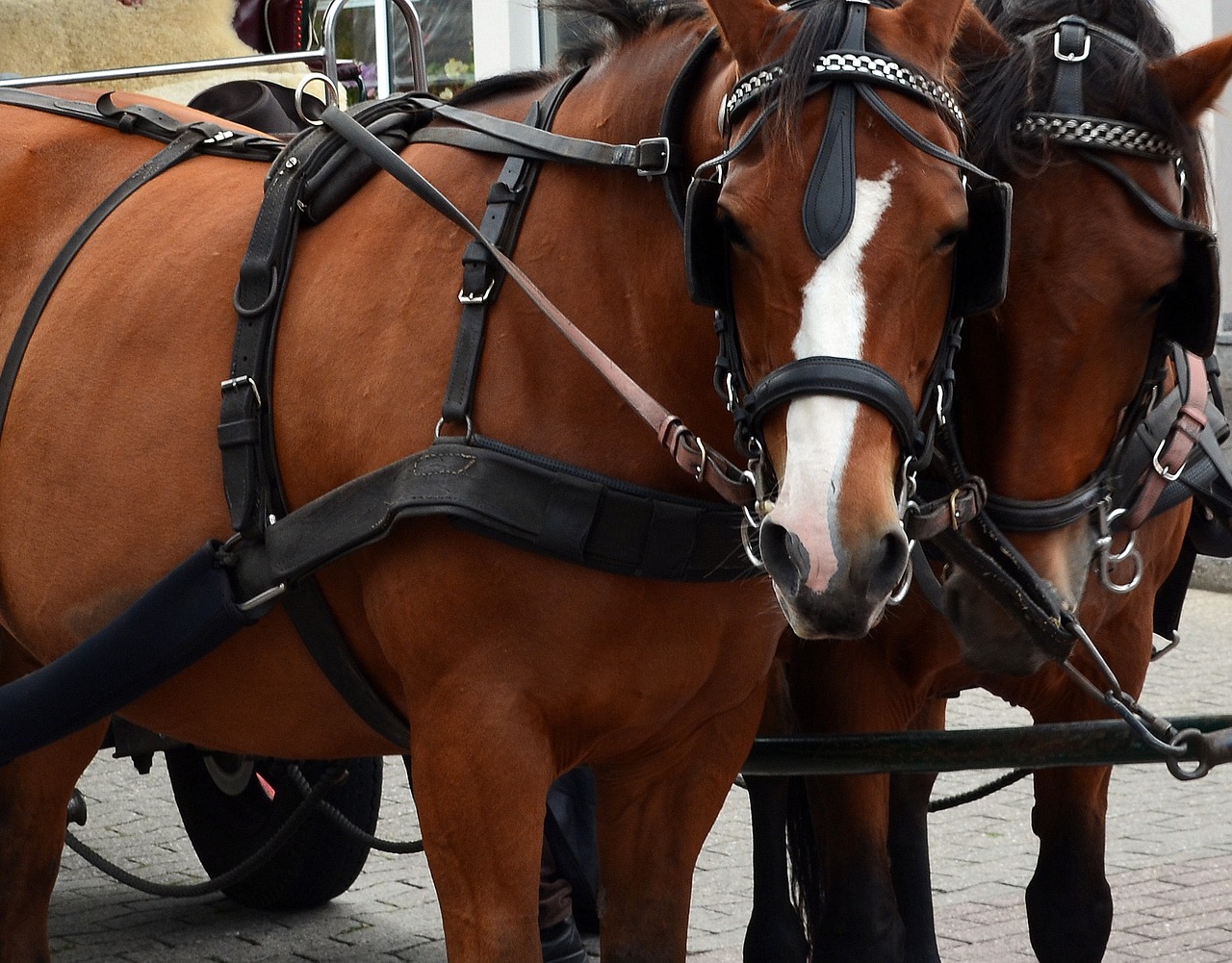 Image - kutsch horse horses coach bridle