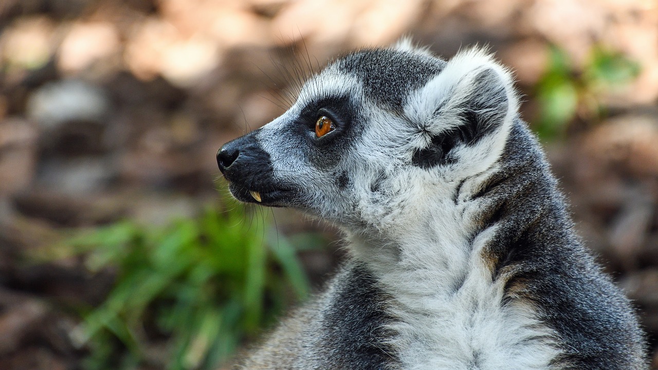 Image - lemur maki catta look portrait eye