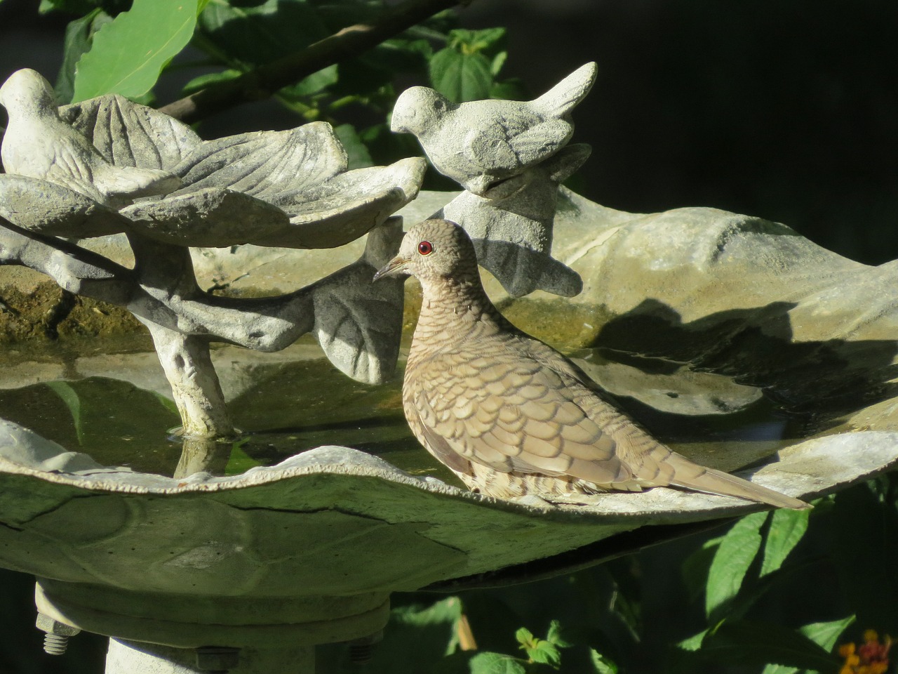 Image - bird close up birdbath wildlife