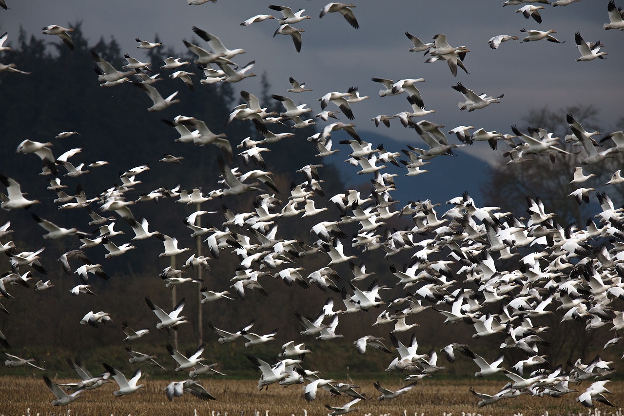 Image - snow geese birds wildlife nature