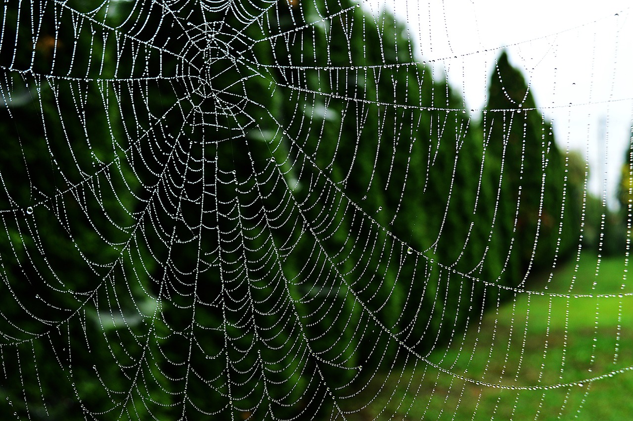 Image - web dew drops dawn dew drops drop