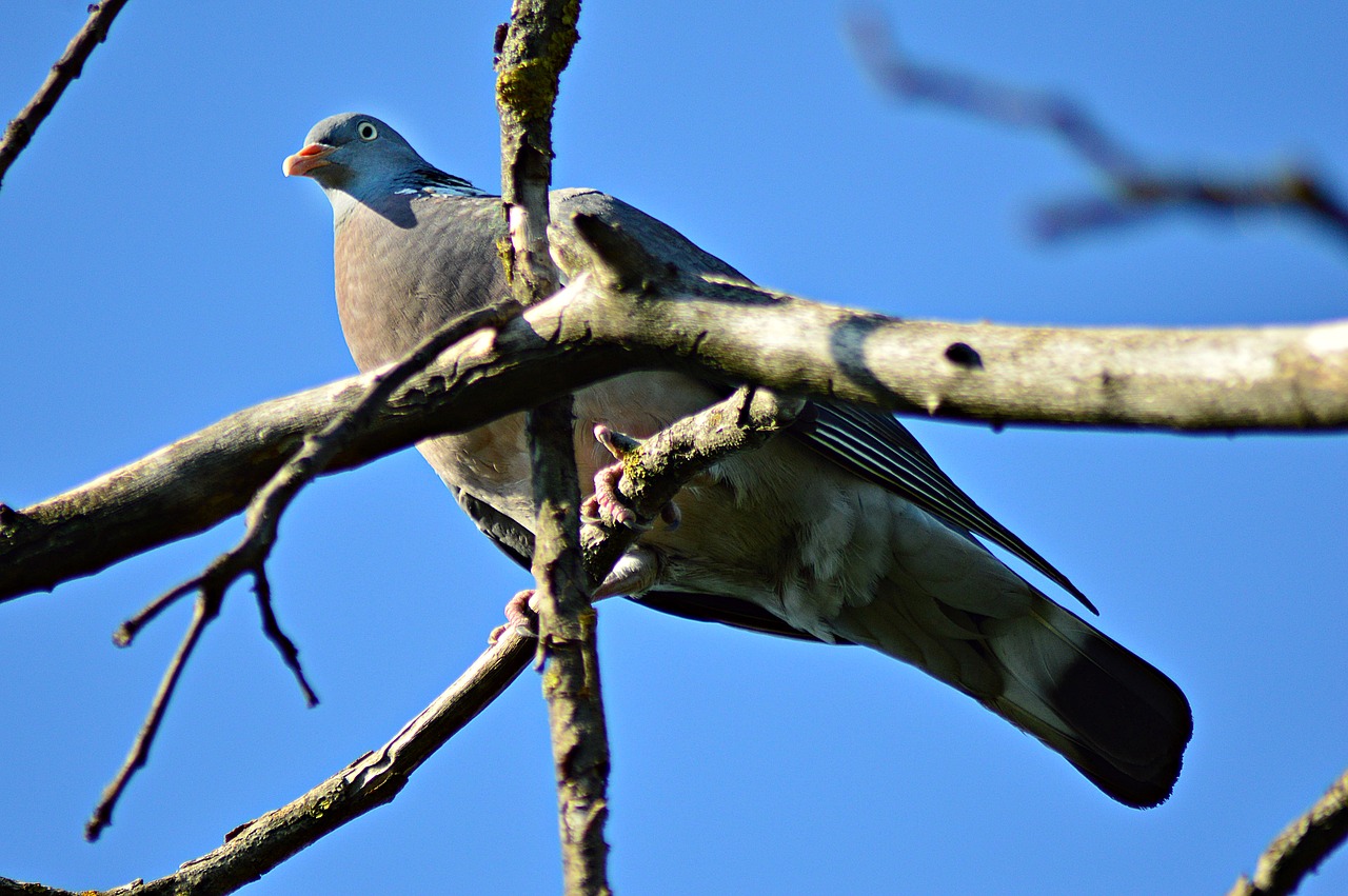 Image - pigeon örvösgalamb bird branches