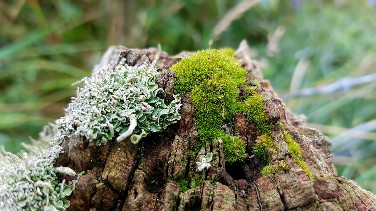 Image - moss weave fence post wood