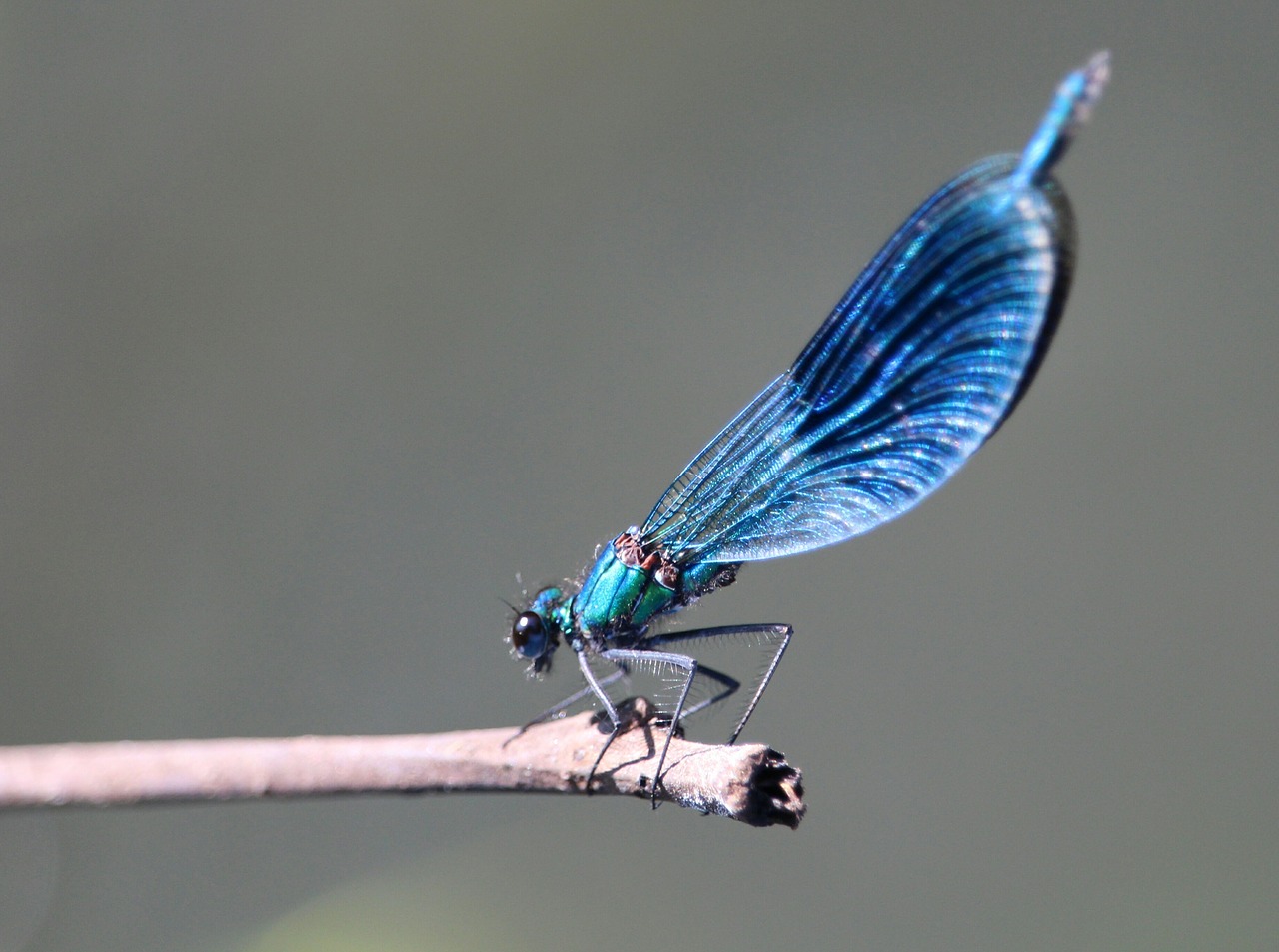 Image - dragonfly insect spreewald