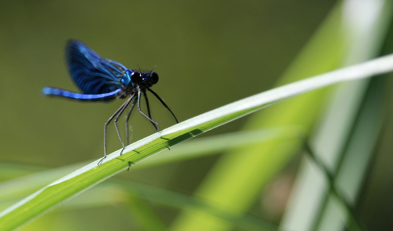 Image - dragonfly insect grass